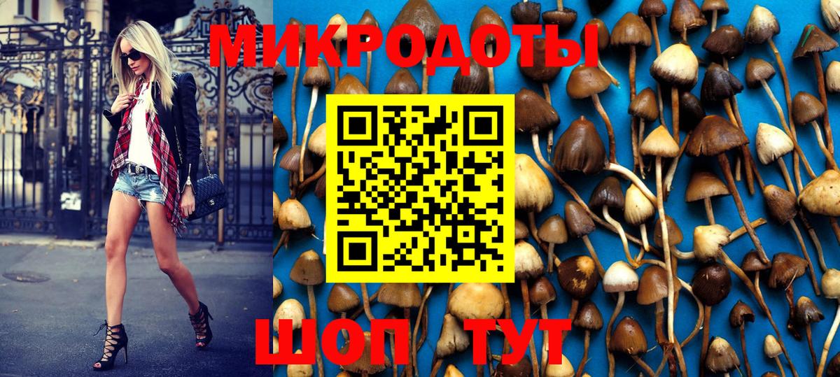 Псилоцибиновые грибы Psilocybe Елец